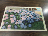 VINTAGE - CAPE MAY'S FLOWER - THE HYDRANGEA - CAPE MAY N.J. POSTCARD - EXCELLENT Hydrangea