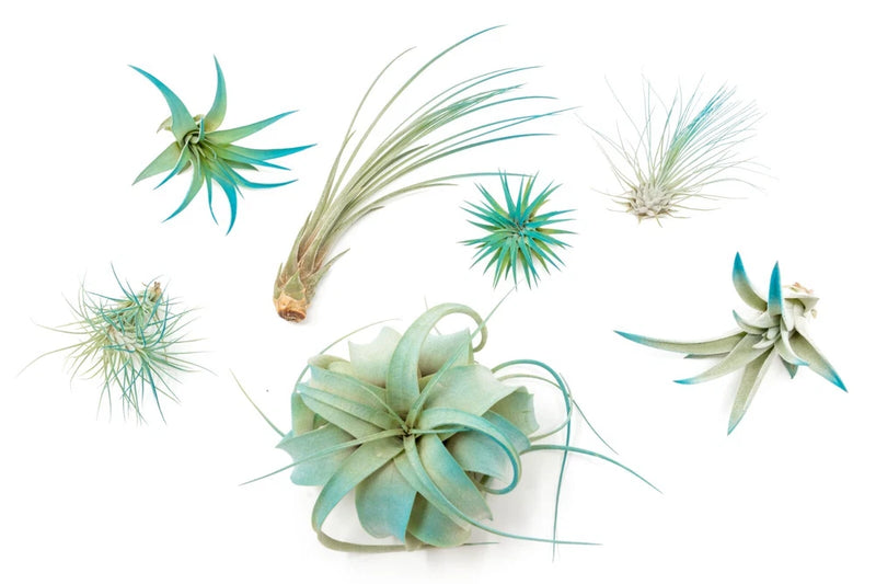 Teal Blue Tillandsia Air Plants Ð Colorful, Easy Care Live Home & Garden Decor Garden Plants