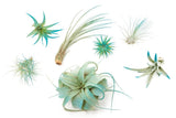 Teal Blue Tillandsia Air Plants Ð Colorful, Easy Care Live Home & Garden Decor Garden Plants
