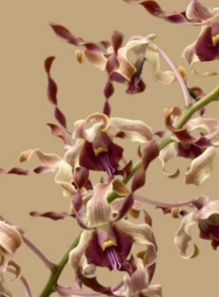 Orchid plant with cream and deep purple antelope-shaped blooms