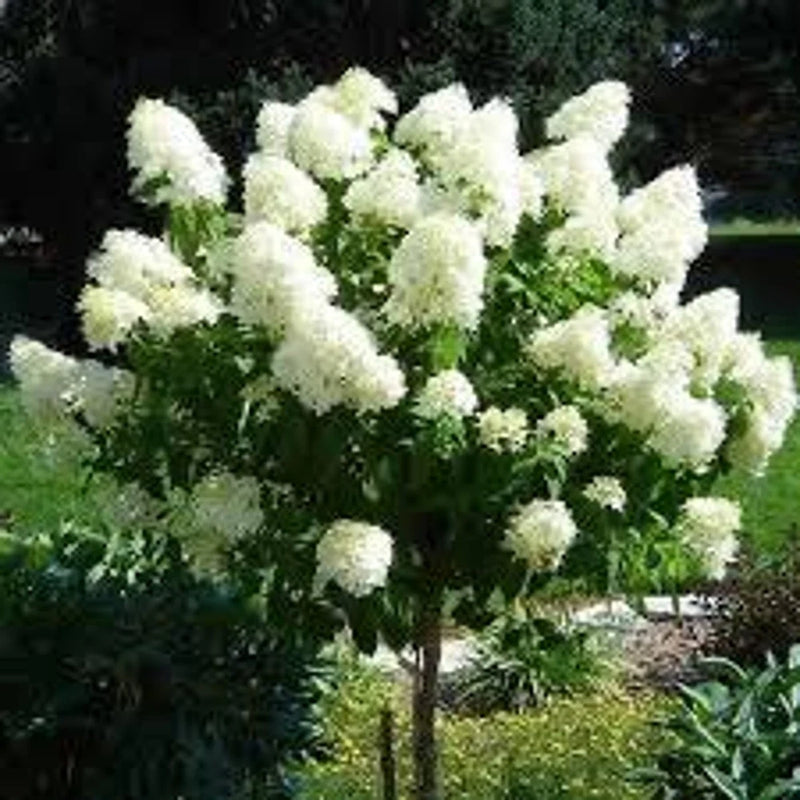 Limelight Hydrangea Cuttings Ð Set of 6 Unrooted Scions (4Ó Each) Hydrangea