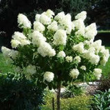 Limelight Hydrangea Cuttings Ð Set of 6 Unrooted Scions (4Ó Each) Hydrangea