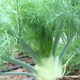 200+ FLORENCE FENNEL SEEDS (Foeniculum vulgare) Herbs Garden Seeds - USA Garden Plants