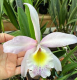 B.nodosa x Rlc Donna Kimura. Blooming size plants seed grown in 6" pots.... Orchids