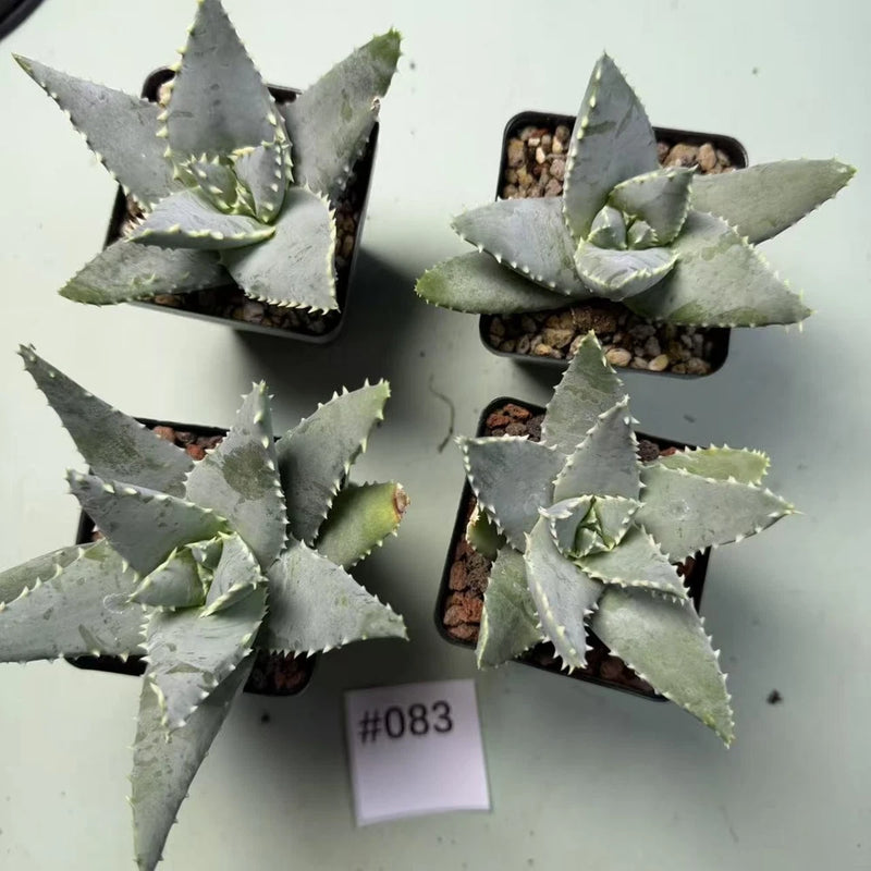 Potted aloe plants with spiky gray-green leaves in small nursery pots