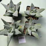 Sale 4pcs Rare Cacti Aloe pillansii WYSIWYG Garden Own Root Boutique Decor Garden Plants