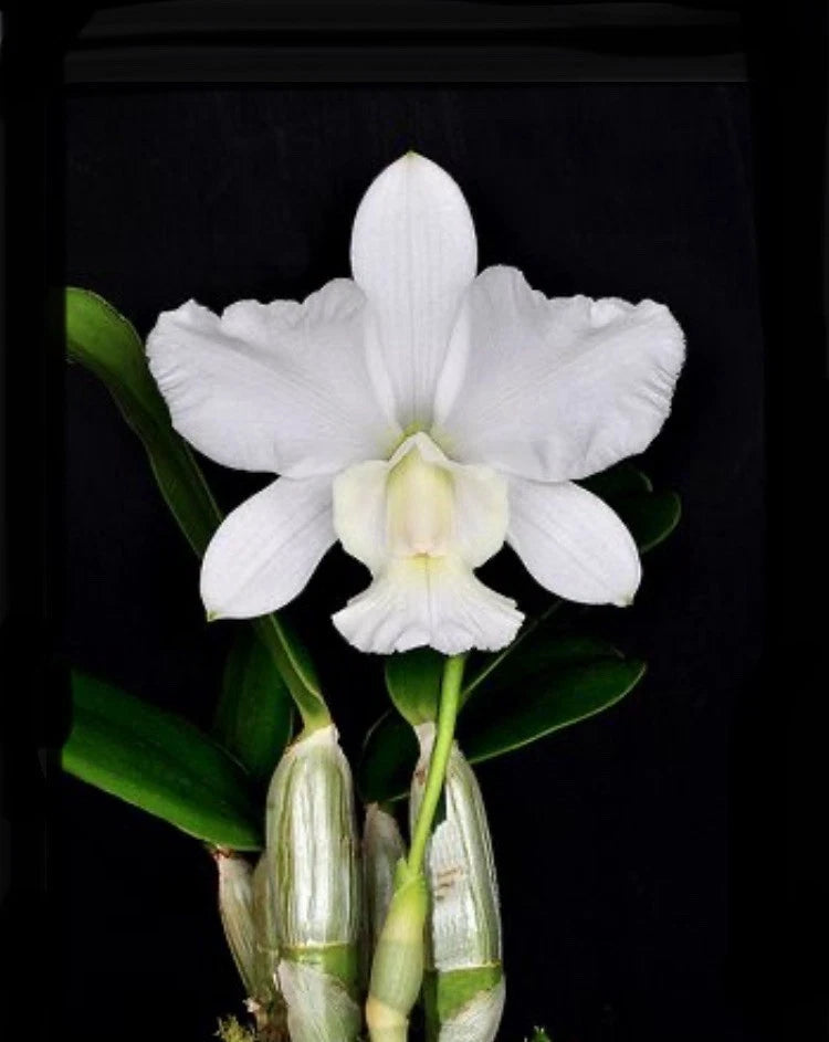White Cattleya walkeriana orchid bloom on green leaves