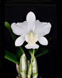 Cattleya walkeriana Alba Pendentive X S/A Kenny Fragrant Species Orchid Eros 2Ó Orchids