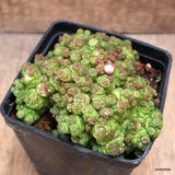 D4279 MAMMILLARIA BOCASANA "FRED" MONSTER pot10-H8-W12 cm MaMa Cactus Green Plant