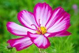 300 CANDY STRIPE COSMOS Bipinnatus Pink White Flower Seeds Flowering Plants