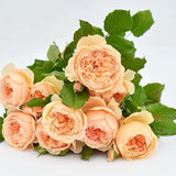 Masora rose Plant- Japanese Shrub - 1 Gallon Plant- Apricot Pink -Strong Scent Roses