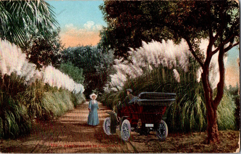 Pampas Grass California Early 1900s Car And Lady Pampas Grass