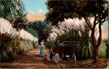 Pampas Grass California Early 1900s Car And Lady Pampas Grass