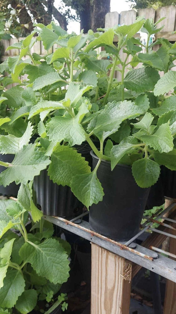 Leafy green plant growing in a black plastic pot