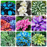 295+ USA PERMIUM Hosta Flower Seeds for Planting Home Garden-Non GMO Mixed Garden Plants