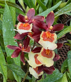 (696-1) Colm.Pacific Twilight      FS Orchids