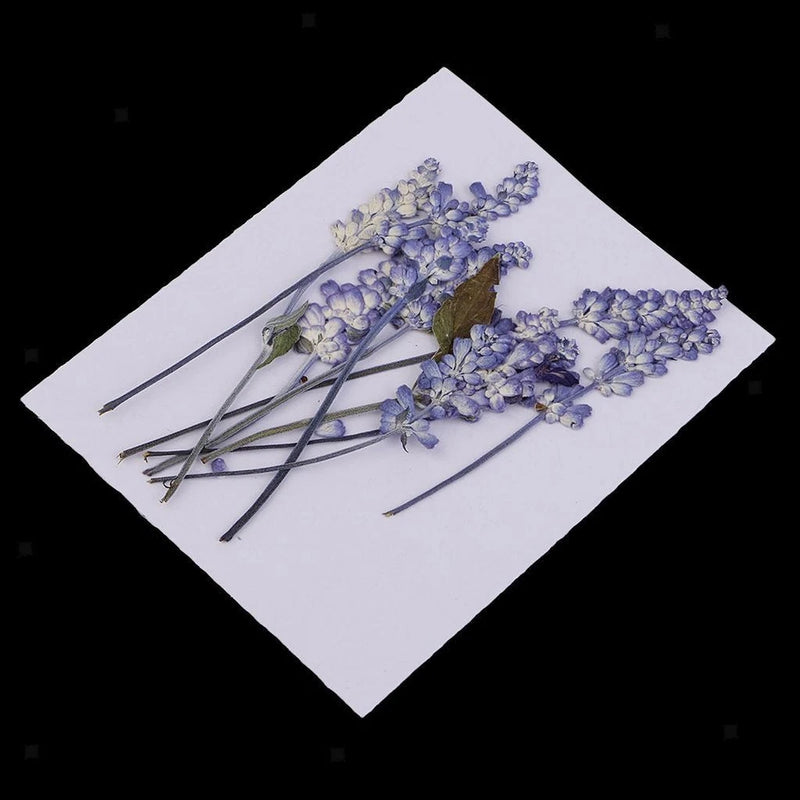 Pressed dried blue salvia sprigs on white backing sheet for resin crafts