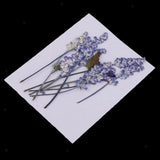 10x Pressed Dried Flower Dry Salvia For Resin Jewelry Craft DIY Cards Making Dried Flower