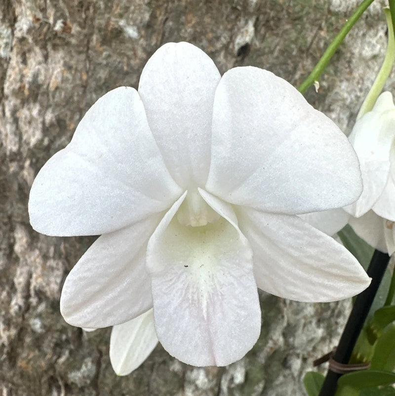 White orchid flower with five broad petals
