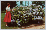 Pretty Lady Dwarfed by Blue Hydrangeas in Bloom New Jersey Coast UNP Hydrangea