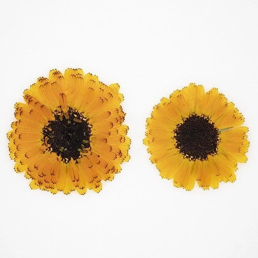 12PCS Real Pressed Dried flowers, Yellow daisy Flower Head FSS75 Dried Flower