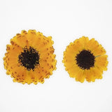 12PCS Real Pressed Dried flowers, Yellow daisy Flower Head FSS75 Dried Flower