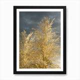 Golden pampas grass and soft grey c Framed Wall Art Poster Canvas Print Picture Pampas Grass