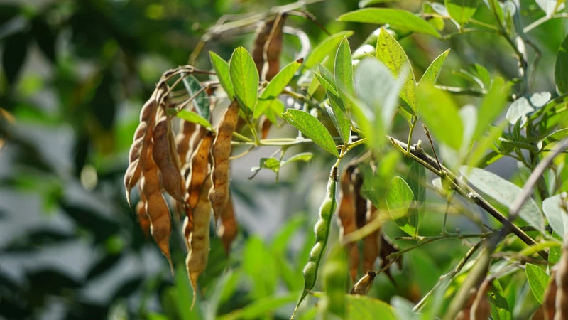 *RARE* Pigeon Pea Seeds, Florida-Grown, Gandules, Organic, 20+ Heirloom Seeds Garden Plants
