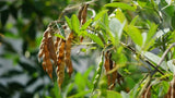 *RARE* Pigeon Pea Seeds, Florida-Grown, Gandules, Organic, 20+ Heirloom Seeds Garden Plants