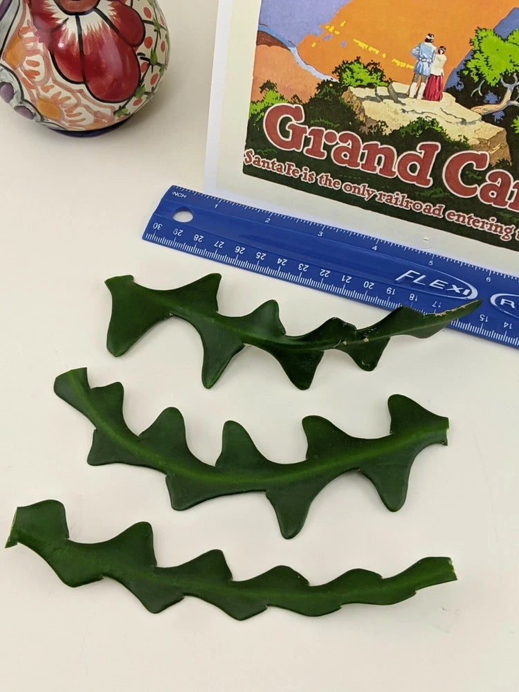Unrooted green fishbone cactus cuttings, zigzag ric rac shape