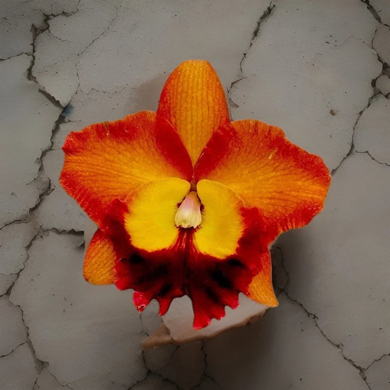 Orange and red orchid flower with yellow center and layered petals