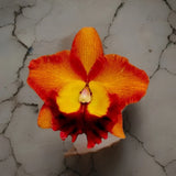 Orange and red orchid flower with yellow center and layered petals