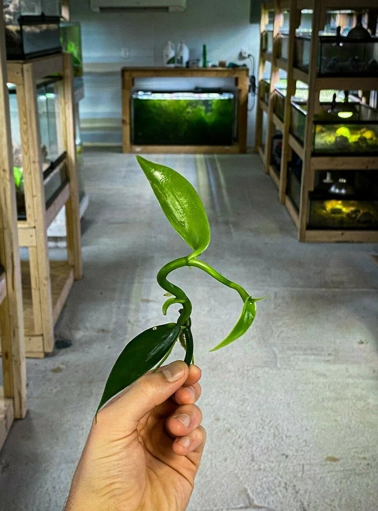 Vanilla orchid stem cutting with green vine and two broad leaves