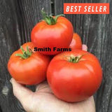 50+ Seeds Supersonic Tomato Vegetable Garden Planting Tomatoes Garden Plants