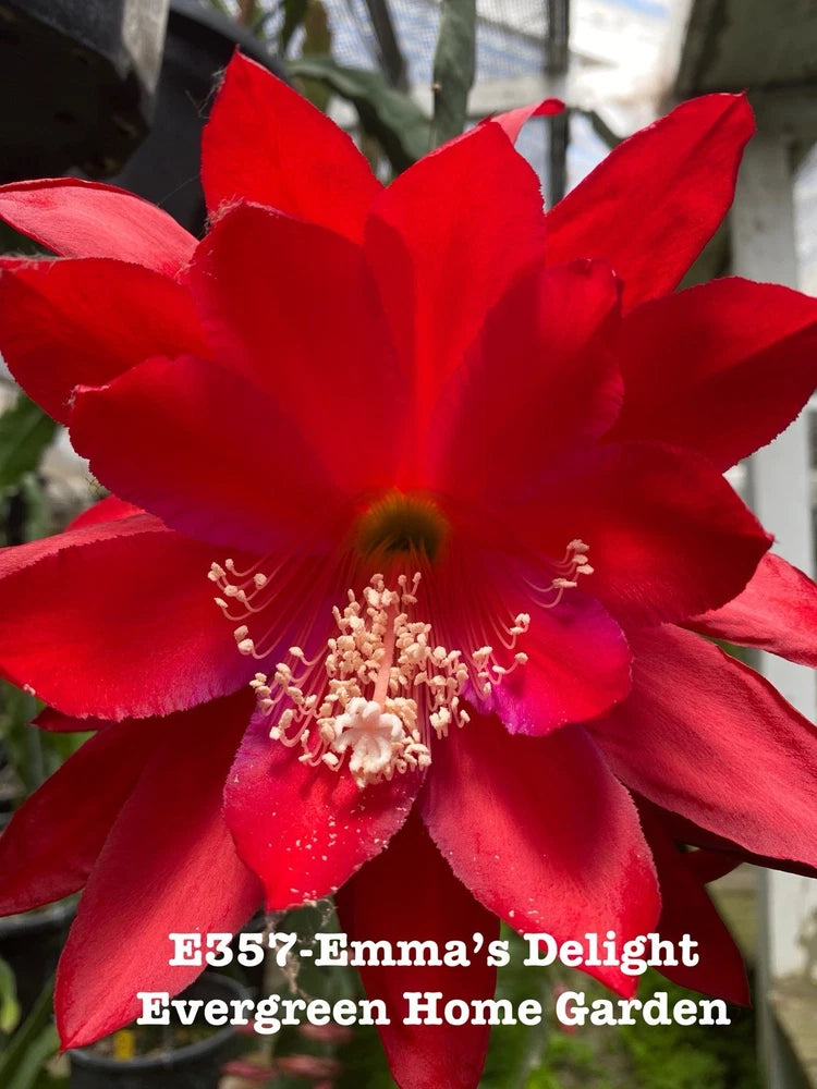 Red orchid cactus flower with white stamens on a potted plant, close-up