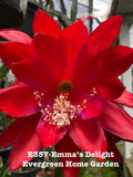 Rooted Epiphyllum Orchid Cactus ÒEmmaÕs DelightÓGrowing In 4Ó Starter pot Orchids