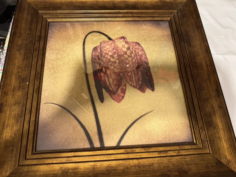Framed, Crimson Ranunculus, Quality Picture 16 1/2 Óx16 1/2 Óx 1 1/2" new Ranunculus