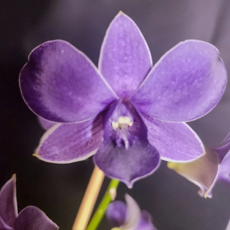 Purple-blue dendrobium orchid bloom with five petals and dark center