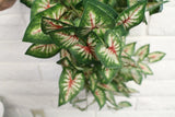 Red Caladium Hanging Bush Home Wedding Backdrop Decor Floral Craft Foliage Green Plant