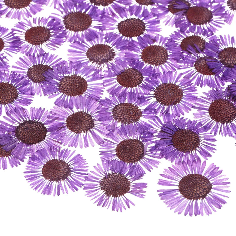 12-pack dried pressed dark purple daisy flowers, flat for resin and crafts