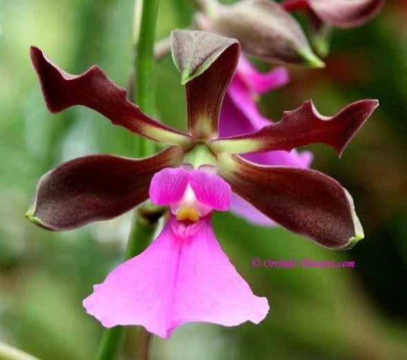 Orchid flower with burgundy petals and bright pink lower lip