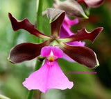 Encyclia cordigera var rosea Orchids