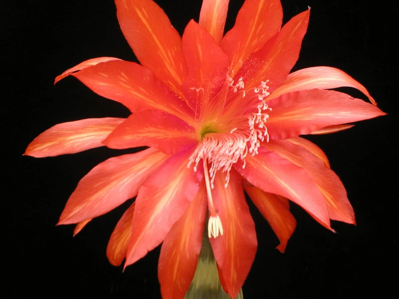 Orange orchid cactus flower with long pointed petals and fringed center
