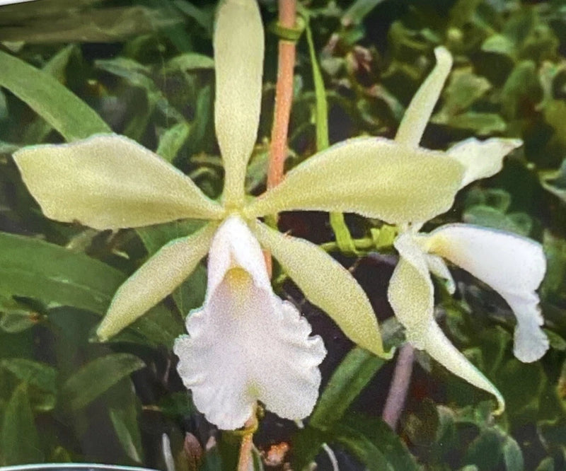Orchid live Encyclia randii alba x Cattleya maxima alba - bare root Orchids