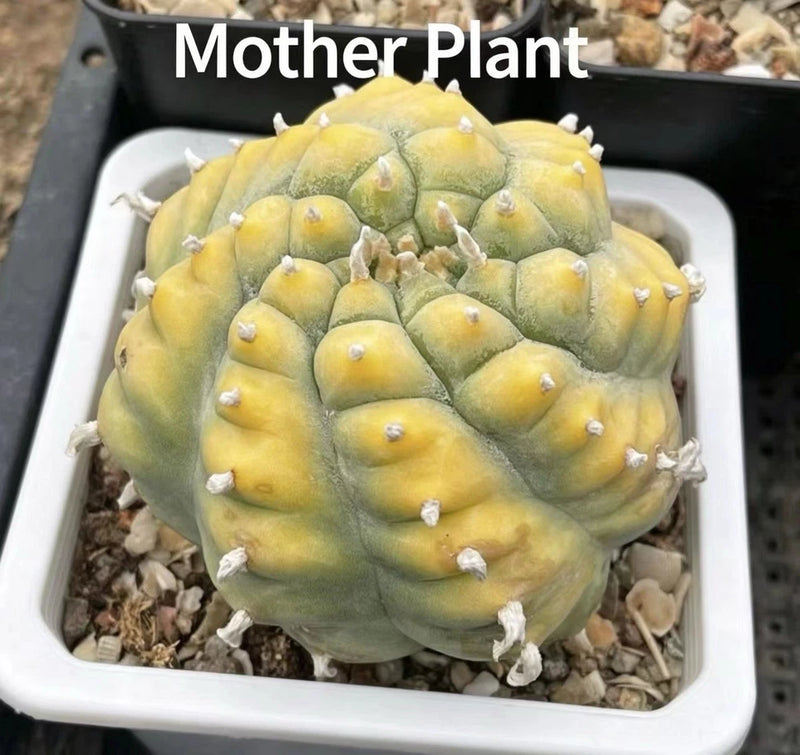 Variegated succulent cactus plant in a white tray, yellow-green pads with white spines.
