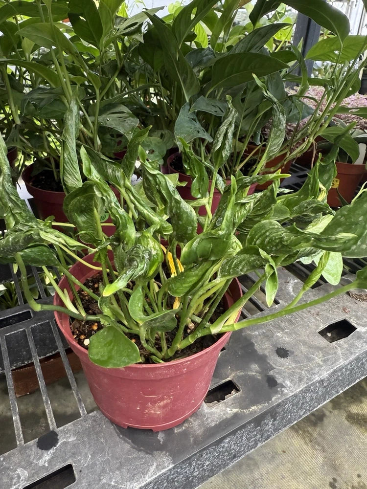 Green pothos plant in pink pot, trailing vines and glossy leaves.