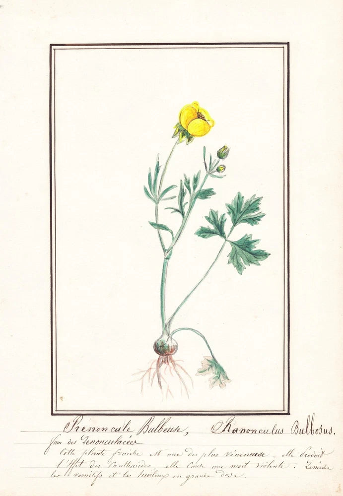 Buttercup Ranunculus Bulbosus Flower Botany Watercolor Drawing 1830 Ranunculus