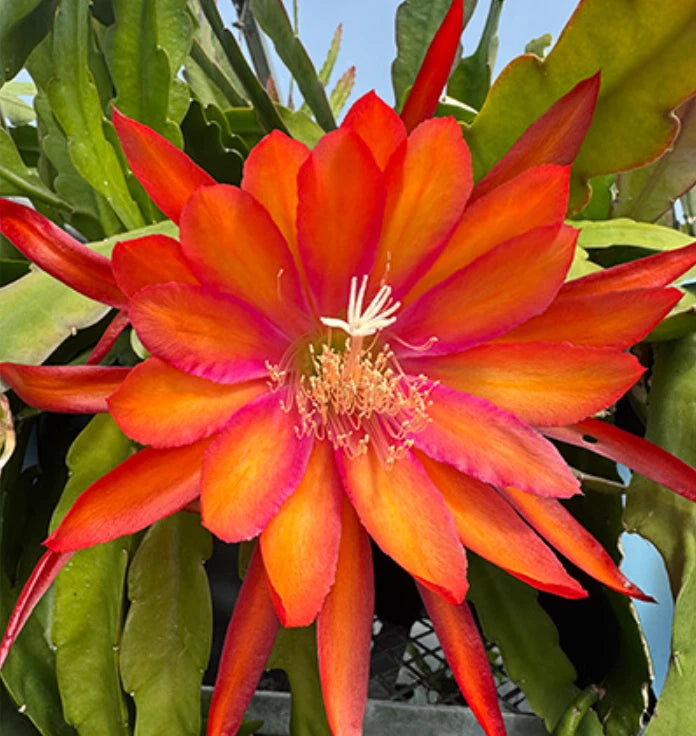 Orange Epiphyllum Orchid Live Plant - 5-8 in tall - 2 Plant in 4" Pot Orchids