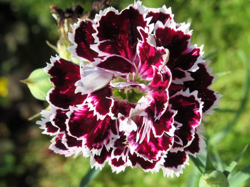 50 VELVET N LACE DIANTHUS Plumarius Flower Seeds *Flat S/H Carnation