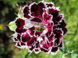50 VELVET N LACE DIANTHUS Plumarius Flower Seeds *Flat S/H Carnation